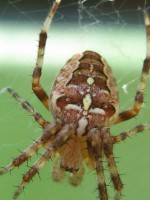 /album/fotogallerij/a2012-08-01-12-07-06-0044-jpg/